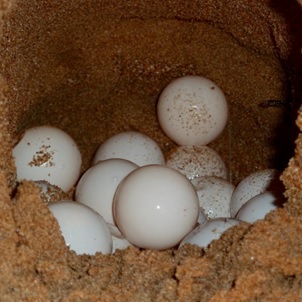 jaja żółwia błotnego