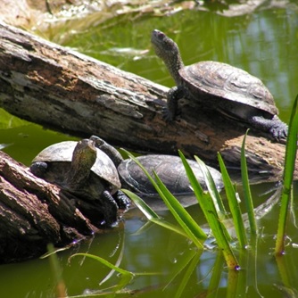 żółwie błotne w swoim środowisku